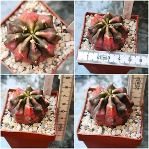 Gymnocalycium mihanovichii 'Golden globe' - Bild 1 von 1
