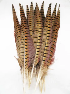 Plumas de cola de faisán con cuello anillado 14-16 por 6 - Imagen 1 de 2
