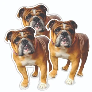 Mülltonnenaufkleber Ihr Hund Foto Spaß schön süß Vinyl wasserdicht - Bild 1 von 1