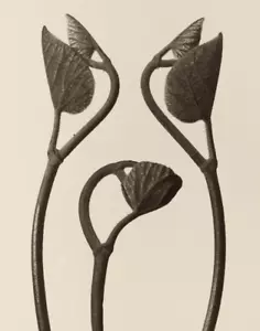 Impresión fotográfica Karl Blossfeldt tallos y hojas de Aristolochia 11"x14" - Imagen 1 de 4