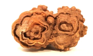 Moroccan stromatolite fossil   - Picture 1 of 4