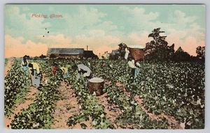 Cotton Picking Time Fields Postcard - Picture 1 of 2