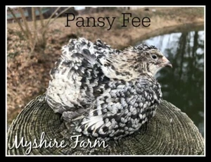 700+ MIX COLOR Coturnix Quail Hatching Eggs By Myshire! INCLUDES 20  Colors - Picture 1 of 12