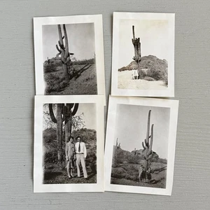 4 Vintage Fotos großer Kaktus Wüste Landschaft Paradise Valley AZ Schnappschüsse - Bild 1 von 7