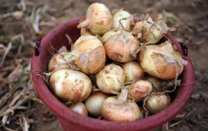 200+EARLY TEXAS GRANO ONION Seed Organic Short Day Spring Fall Vegetable Garden - Picture 1 of 12