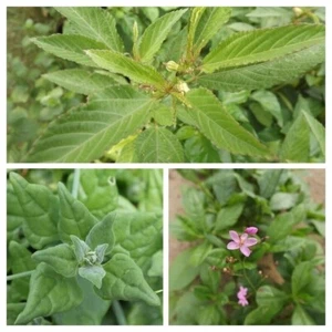 EXOTIC SPINACH PACKAGE - SPINACH SORTIMENT - 3 variety - 60+ seeds - Samen V 115 - Picture 1 of 4