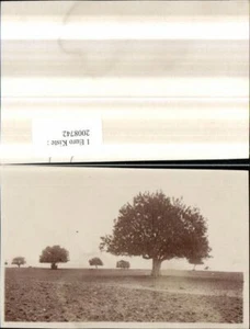 2008742,Foto Landschaft Bäume - Bild 1 von 1