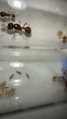 Pogonomyrex Rugosu (Red) 1-3 worker.  Fresh Queen 2025 - Insect Feeder - Image 1 of 4