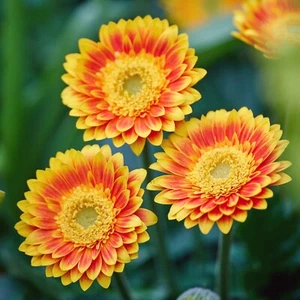Gerbera Garvinea 'Sweet Blaze' - PREMIUM garden plant in 2 Litre pot - Picture 1 of 3