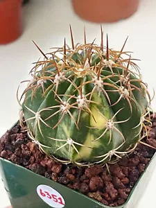 Imported Variegated Melocactus - Live Cactus Plant for Home & Garden Decor - Picture 1 of 6