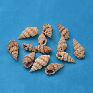 550pcs Spiral Shell Beads Dyed Peru Beads and Charms with Holes 14~40mm - Picture 1 of 2