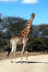 African Giraffes Lover Animals Landscape Painting Wall Art Home - POSTER 20x30 - Picture 1 of 3