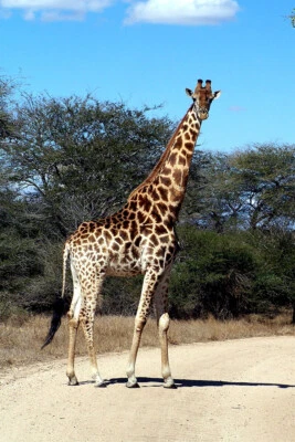 Arte de parede para casa amante de girafas africanas animais paisagem pintura - POSTER 20x30 - Imagem 1 de 3