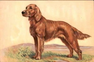 Golden Retriever - Artist Drawn Vintage Postcard, Dog - Picture 1 of 2