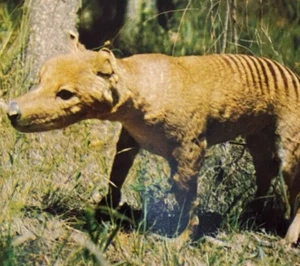 VINTAGE 1960s TASMANIA TOURISM BIG SOUVENIR PHOTO BOOK THYLACINE ANSETT-ANA BUS! - Picture 1 of 21