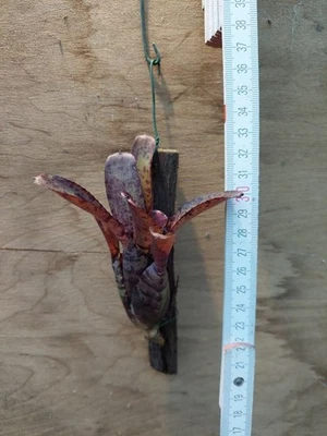 Neoregelia  Agnes ,aufgebunden, Bromelie - Bild 1 von 2