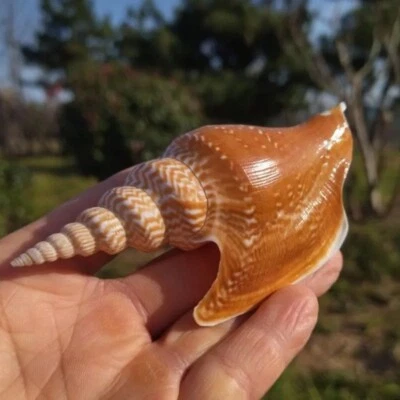 Large Lister's Conch Mirabilistrombus Listeri Natural Seashell Rare Real 4-5" In - Image 1 of 4