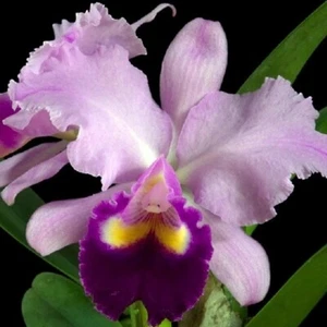 Planta de orquídea Cattleya Jentri maceta tamaño 3-4 pulgadas - Imagen 1 de 4