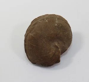 Schnecke, Bellerophon striatus, Devon, Givet, Stbr. Pack, Linde b.Lindlar,D-f473 - Picture 1 of 5