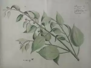 Van Rheede's " Schorigenam lat " Hortus Indicus Malabaricus,1686 (Fig 39) - Picture 1 of 8