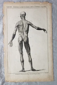 Original 18th Century Isaac Basire Copper Engraving  Medical Anatomy Muscles - Picture 1 of 10