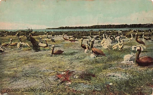 POSTAL DE AVES DE COLECCIÓN NIDOS DE PELÍCANOS MARRONES Y CRÍAS c1910 040523 S - Imagen 1 de 2