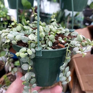Dischidia Nummularia Varigata- "Pebble Beach" Small Plant - Picture 1 of 7