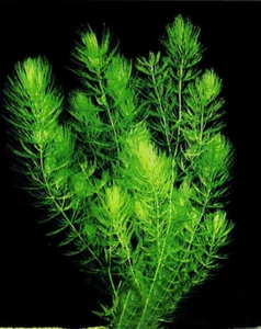 6 Ceratophyllum Demersum plante aquatique aquarium bassin anti-algues - Zdjęcie 1 z 1