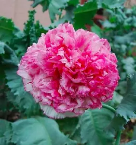 Mohn Mohnblume „Flemish Antique“ Samen rosa weiß Blumensamen - Bild 1 von 2
