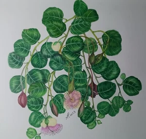 Tavole Botaniche - Foto 1 di 1