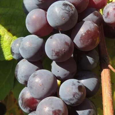 Bufalo alla Vite 2L - Frutta al gusto di fragola - Immagine 1 di 2