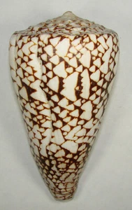 CONUS BANDANUS 116.20mm BEAUTIFUL XXL SPECIMEN Molluccas, Indonesia - Picture 1 of 2