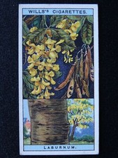 No.27 LABURNUM Flowering Trees & Shrubs by W.D.& H.O.Wills Ltd 1924