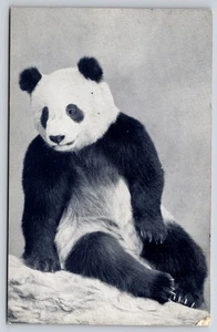 RPPC Su-Lin the Giant Panda – Chicago Natural History Museum 1945 - Picture 1 of 2