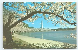 Postkarte Washington Monument weiß blühende japanische Kirschbäume um 1973 - Bild 1 von 2