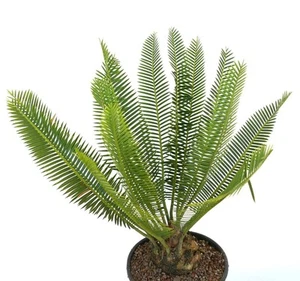 Dioon angustifolium 9x8cm CAUDEX - - NO Encephalartos hirustus | - Bild 1 von 8