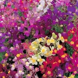 50+ Antirrhinum Snapdragon Spurred Mix / Annual Flower Seeds - Picture 1 of 1