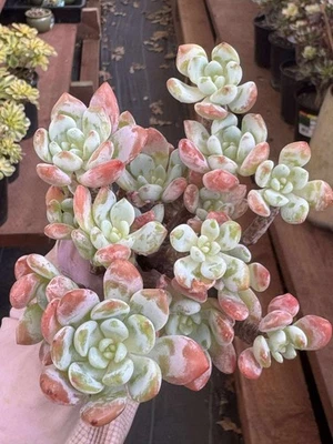 Suculentas importadas planta viva rara suculenta nuevo híbrido Sedeveria Laui Clavatum Foto 1 de 3