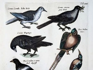 1657 Crows, Magpies, M. Merian, folio with hand coloured engravings - Picture 1 of 4