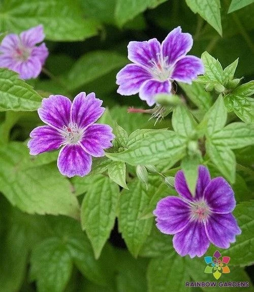 25+ семян герани Clos du Coudray для посадки в саду — США — БЕСПЛАТНАЯ ДОСТАВКА! - Изображение 1 из 1