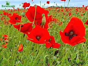 Klatschmohn Samen, tolle Blüte, Futterpflanze für Bienen - Bild 1 von 2
