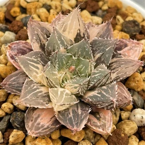 Haworthia 'Mirrorball' variegated rare  succulent plant - Picture 1 of 6