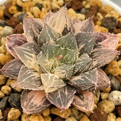 Haworthia 'Mirrorball' variegated rare  succulent plant - Image 1 of 4