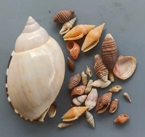 30 pcs assorted seashells 6-46 mm (31) - Picture 1 of 4