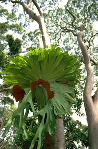 Amazing Staghorn Fern Spores - Platycerium superbum - Fresh Spores not seeds - Picture 1 of 1