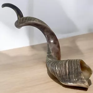XXXL Kudu Jemenit Horn Shofar Chofar 54" koscher poliert & natürlich sehr selten - Bild 1 von 19