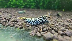 (PRESALE) Top Grade Blue Galaxy Snowflake Fishbone Caridina Shrimp. Live Shrimp - Picture 1 of 14