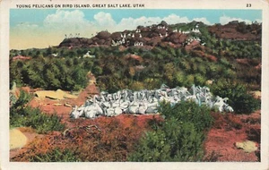 Postcard Young Pelican on Bird Island Great Salt Lake Utah UT 1935 - Picture 1 of 2