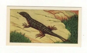 Animals of the Countryside 1968. Common Lizard - Picture 1 of 1