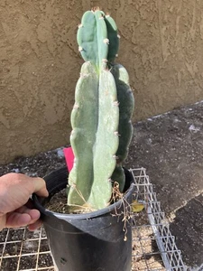 Cereus Peruvianus Night Blooming Tree Cactus 12” Tall #120P - Picture 1 of 11